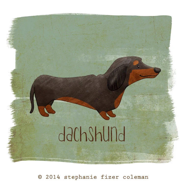 doxie