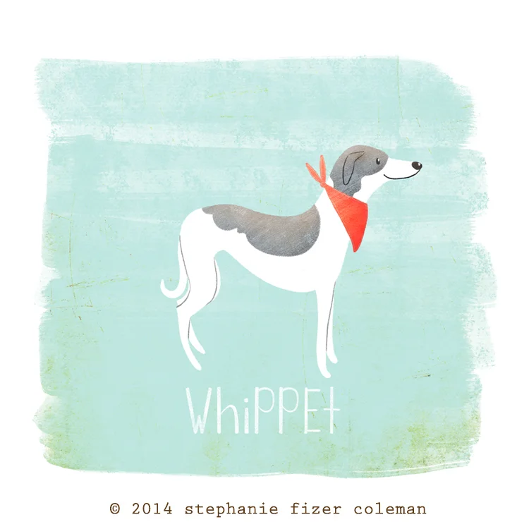 whippet
