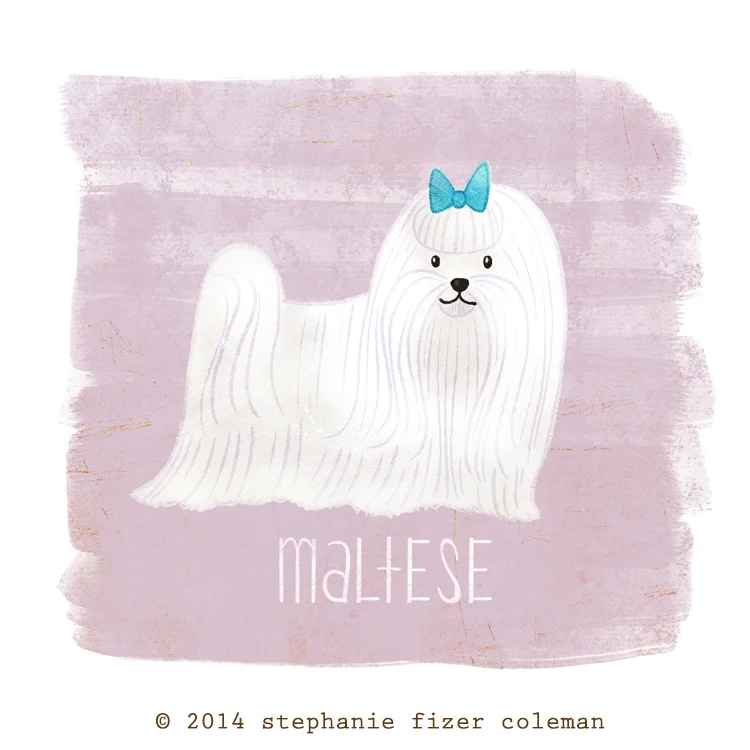 maltese