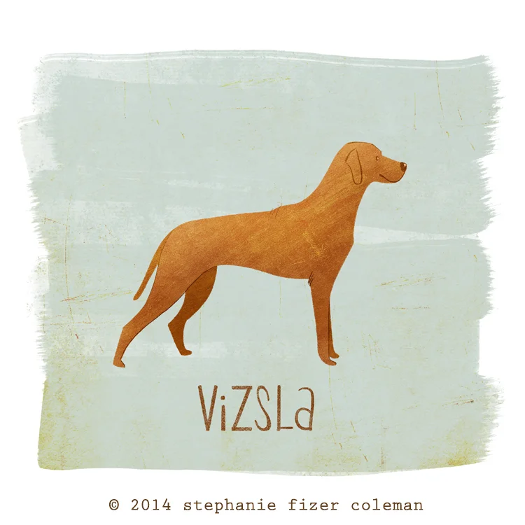 vizsla