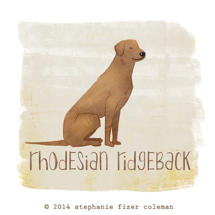 rhodesian ridgeback