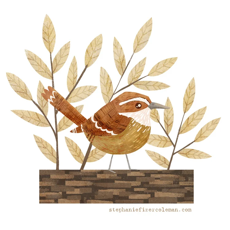 6 carolina wren.jpg