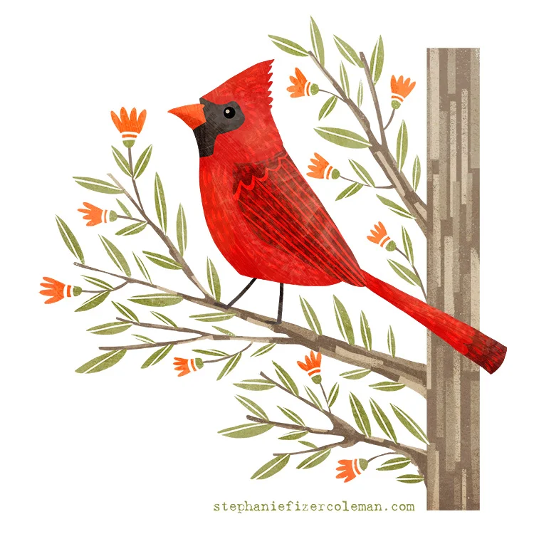 9 cardinal.jpg