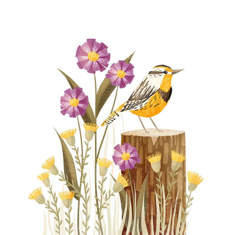 15 eastern meadowlark.jpg