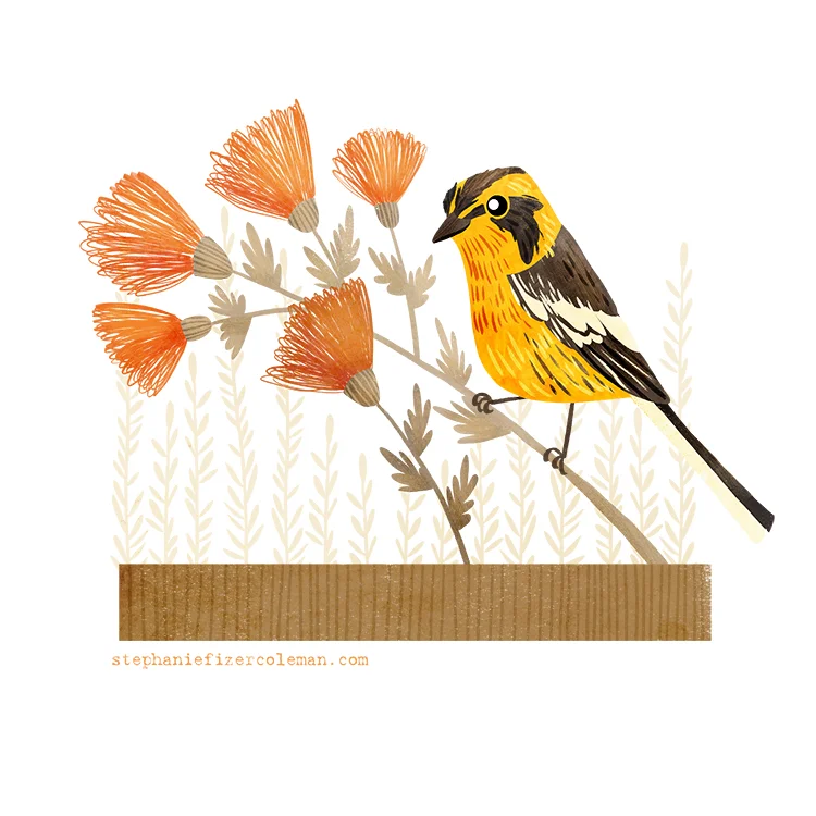 24 blackburnian warbler.jpg