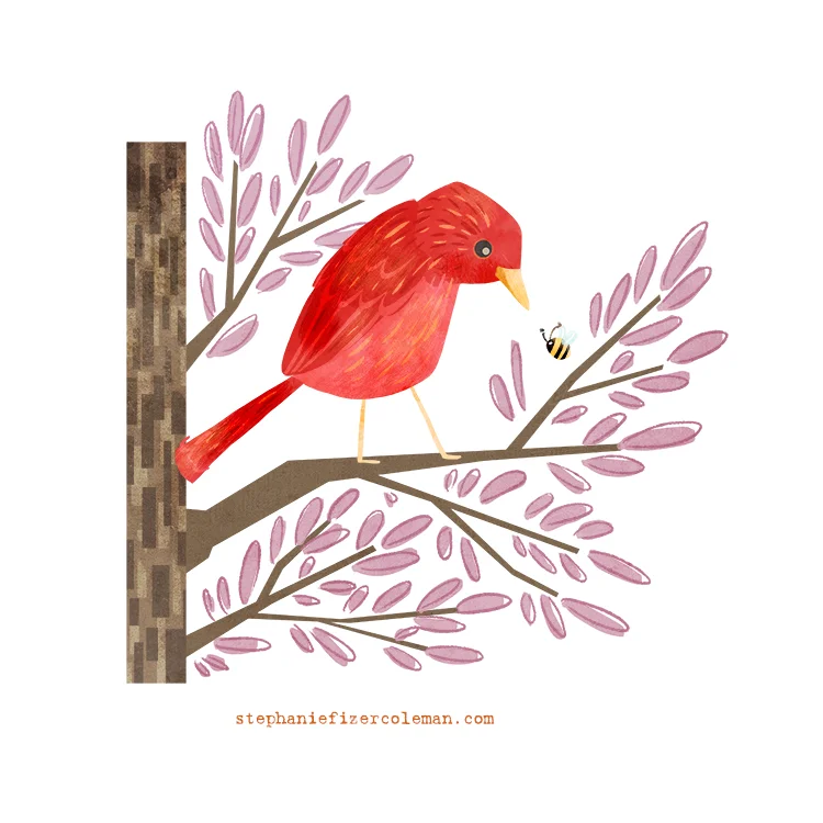 28 summer tanager.jpg