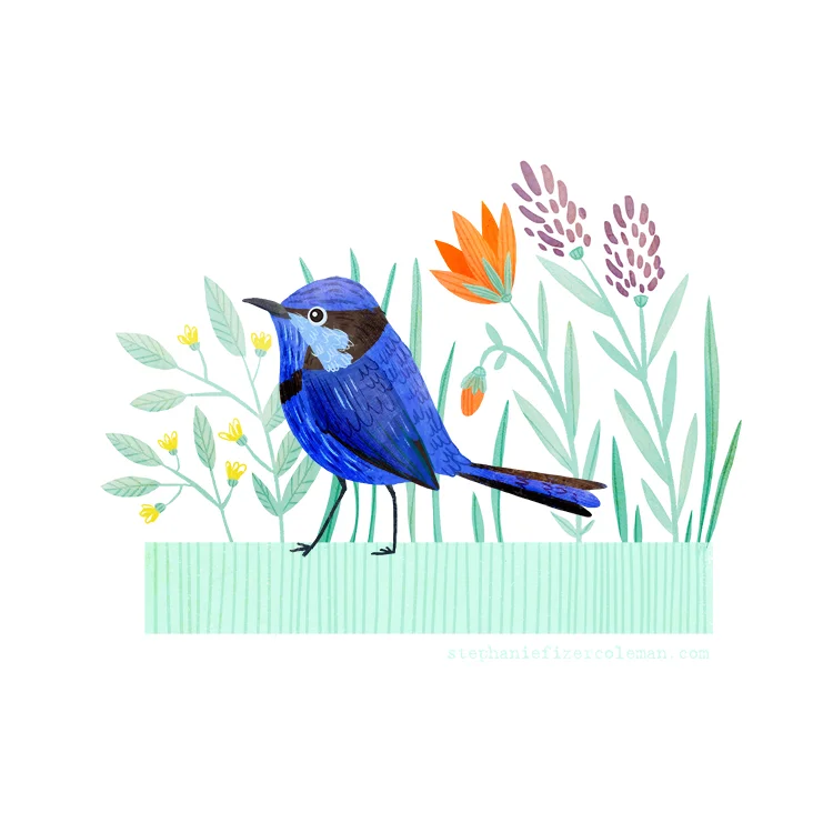 29 splendid fairy wren.jpg