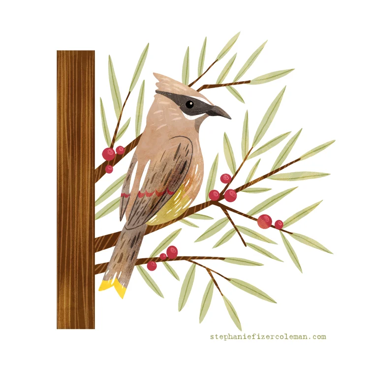 42 cedar waxwing.jpg