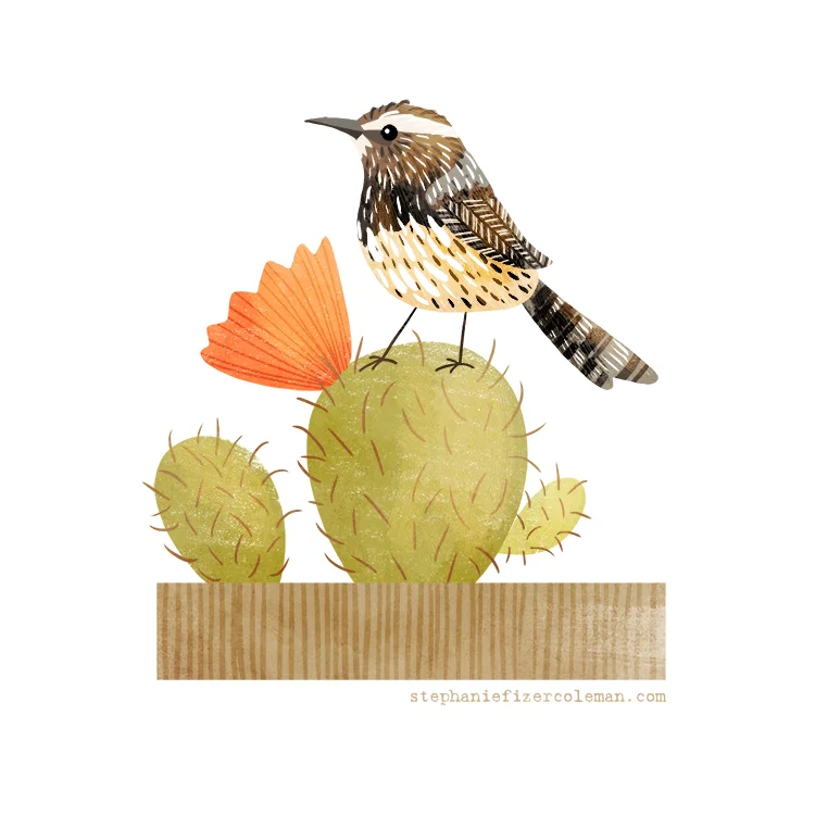 47 cactus wren.jpg