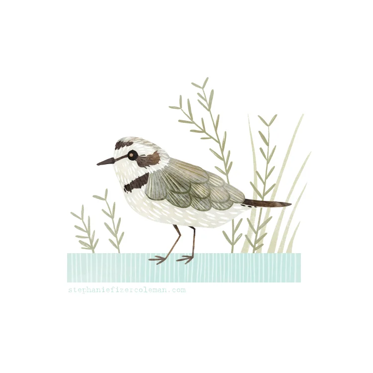 50 snowy plover.jpg