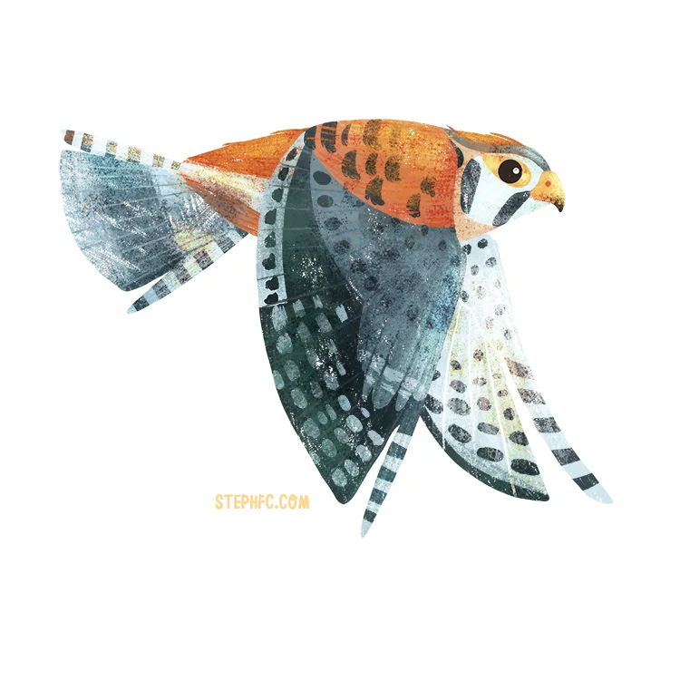 kestrel_stephfizercoleman.jpg