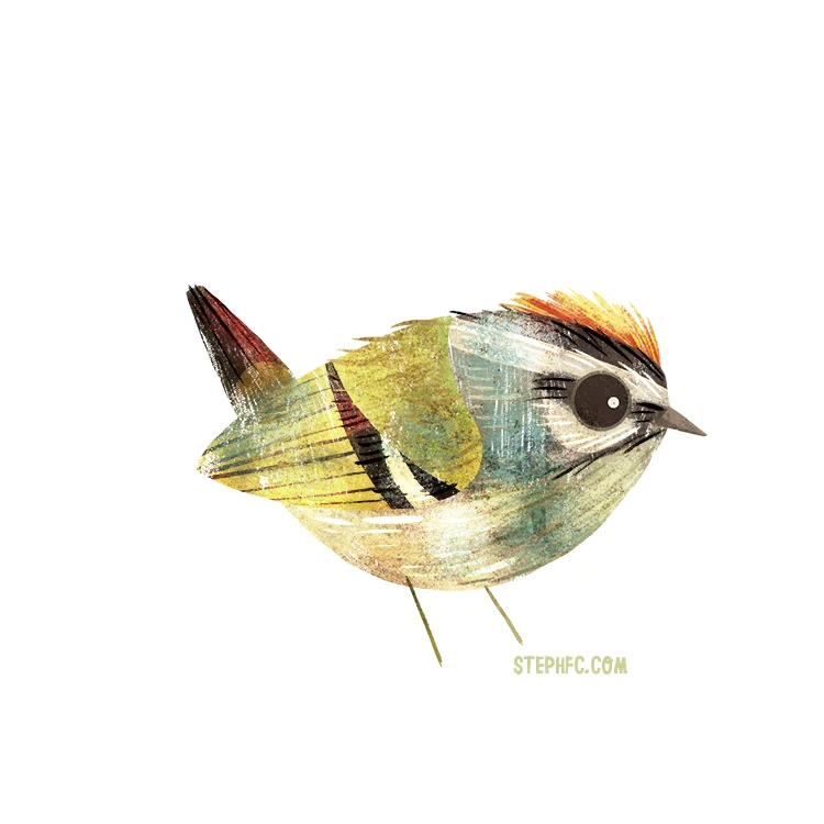 common firecrest.jpg