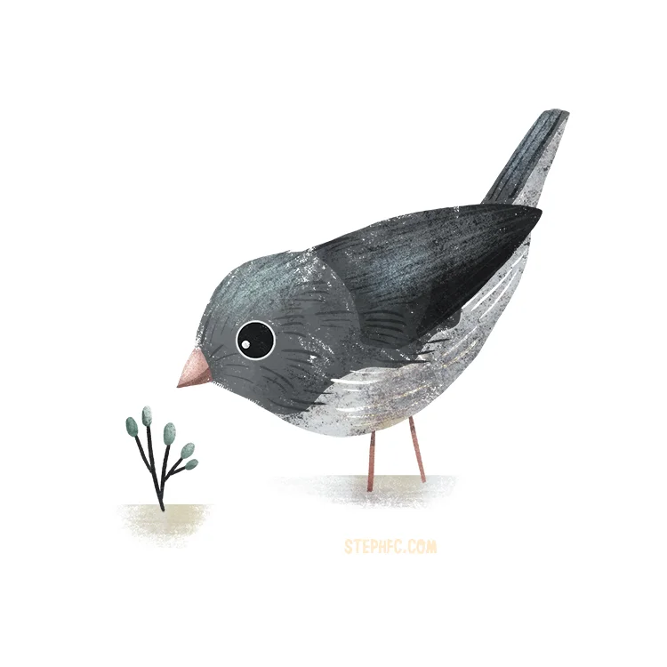 junco.jpg