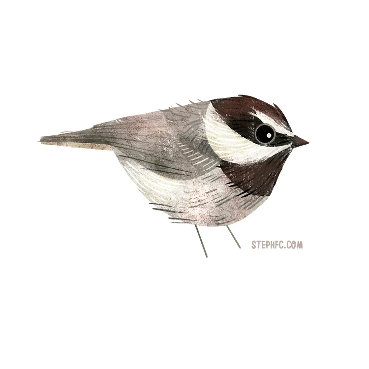 mountain chickadee.jpg