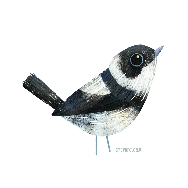 pied monarch.jpg