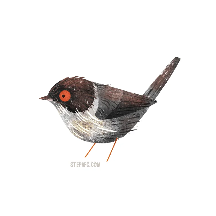 sardinian warbler.jpg
