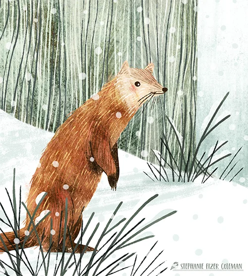 pine marten_stephfizercoleman.jpg