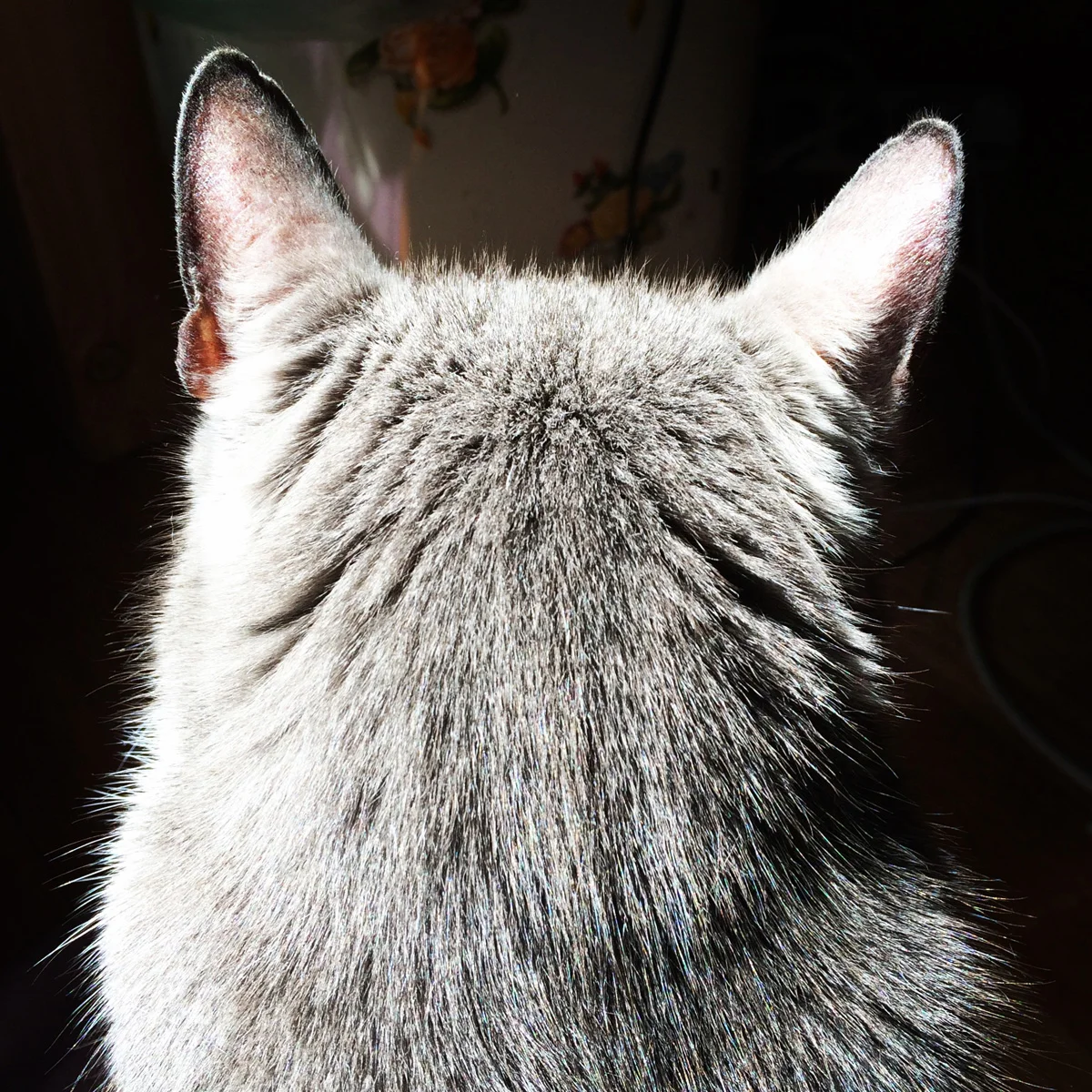 Oscar