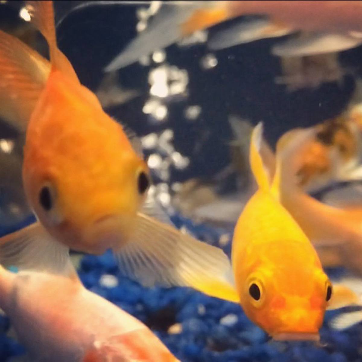 fishie, fishie