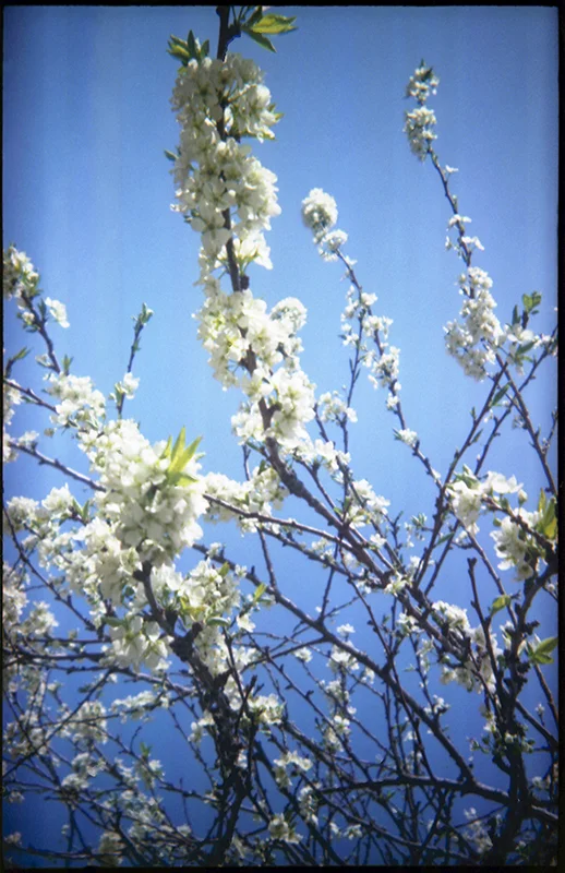 scan008.jpg