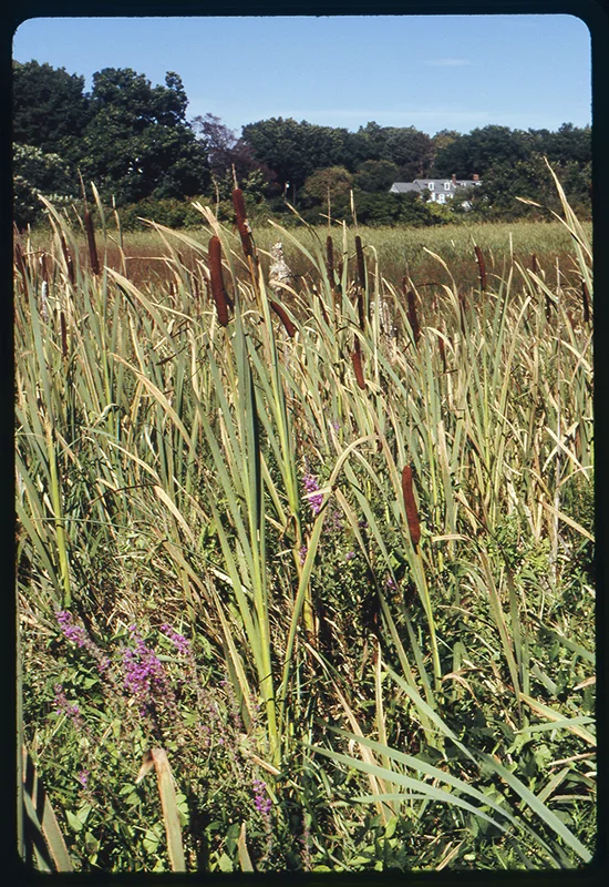 scan004.jpg