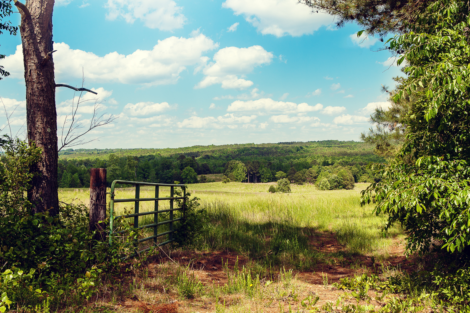 ©Jennifer Bailey 2013 North Carolina