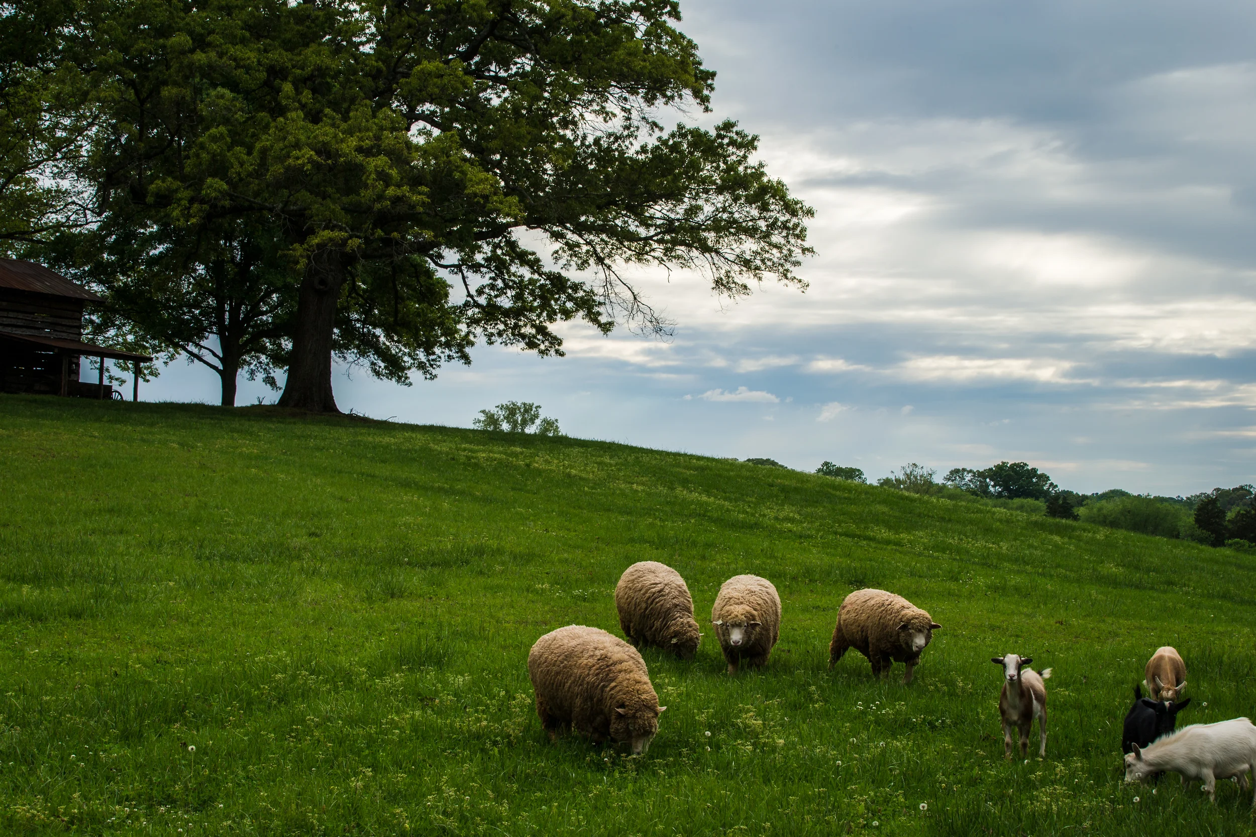 ©jennifer bailey 2015 north carolina countryside