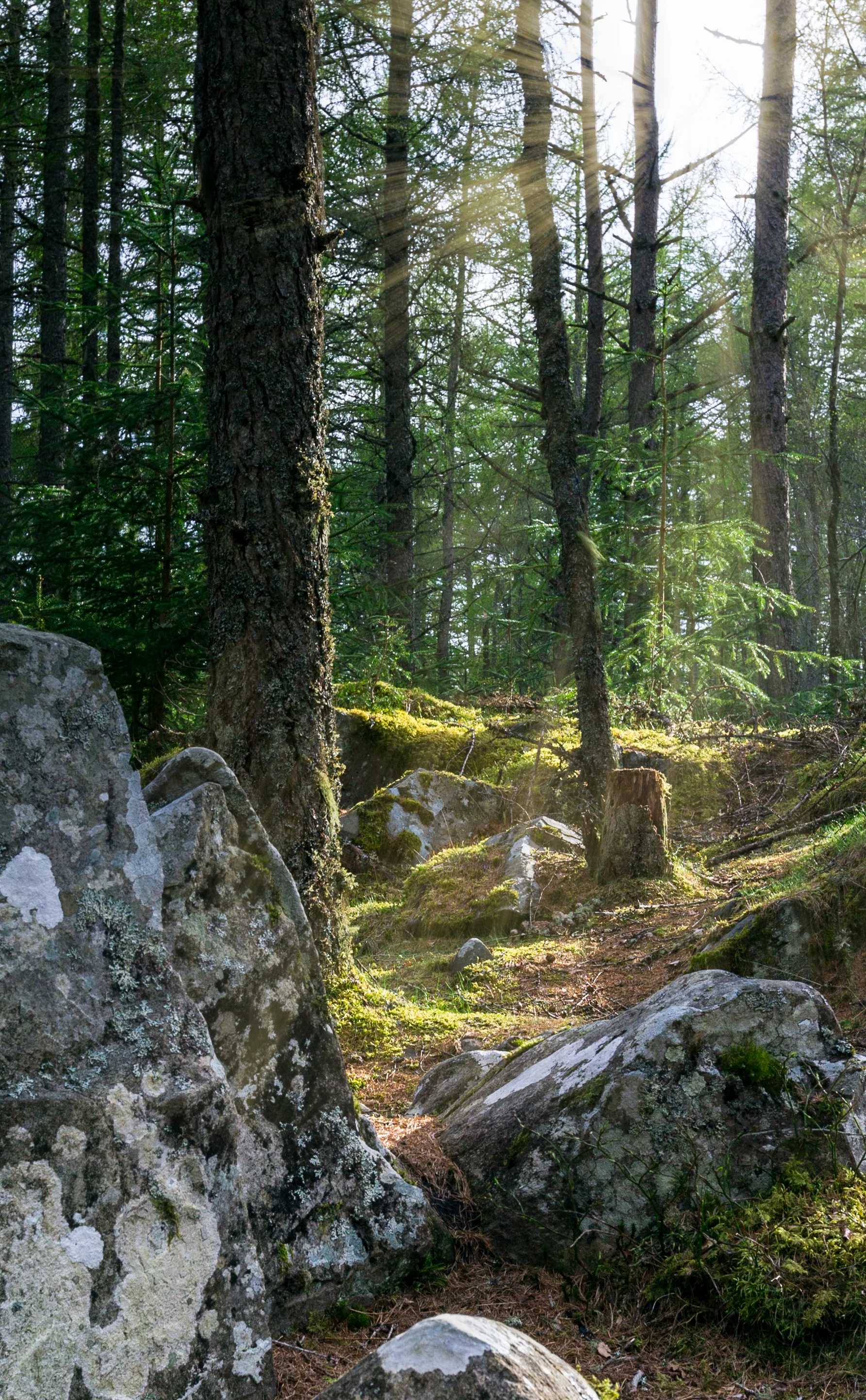scotland woodland cairngorms 2015 © jennifer bailey