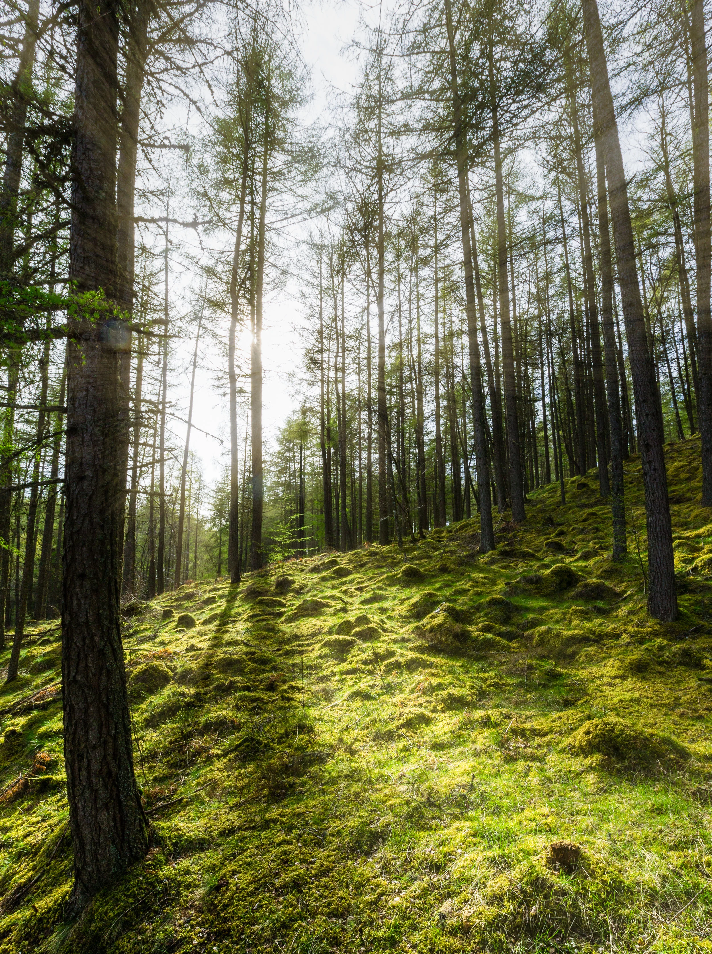 scotland woodland 2015 © jennifer bailey