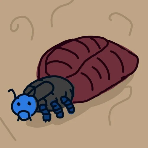 Body Louse