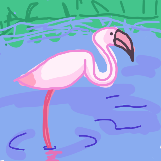 Greater Flamingo