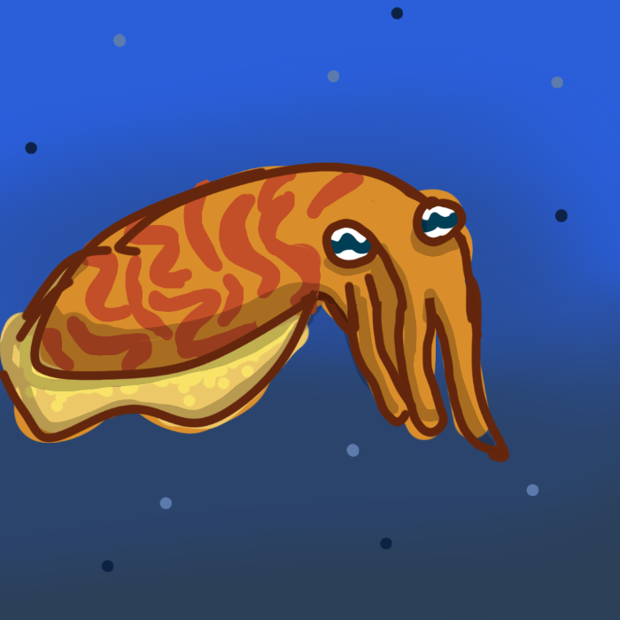 Cuttlefish