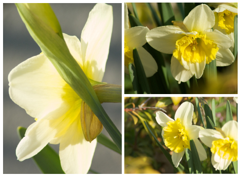 springdaff.jpg