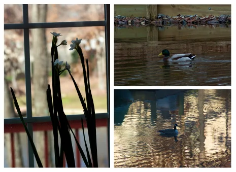 ducks_pwhite.jpg