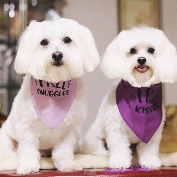 @angel_and_bailey on IG: www.instagram.com/angel_and_bailey