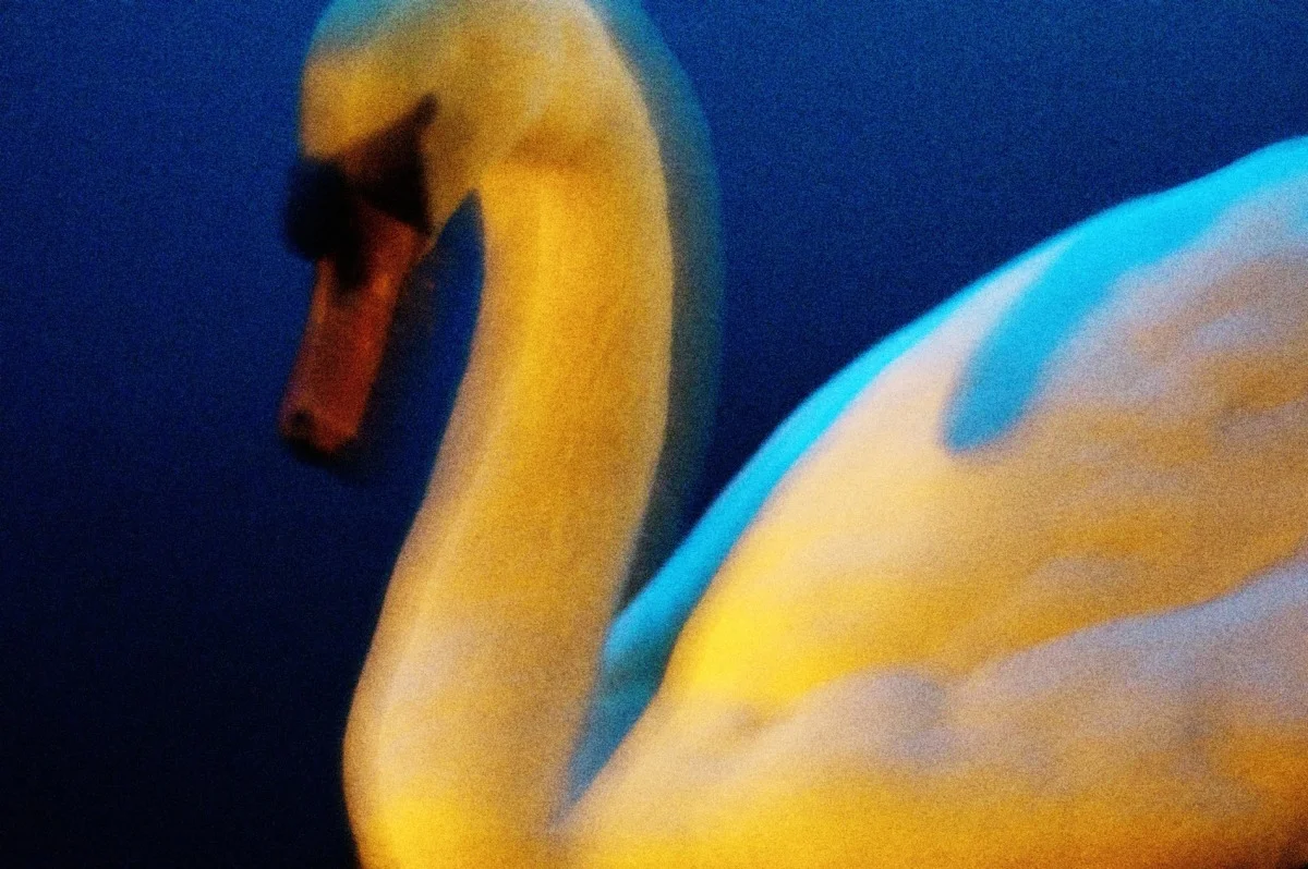 2011-04-27 at 20-20-12, swans.jpg