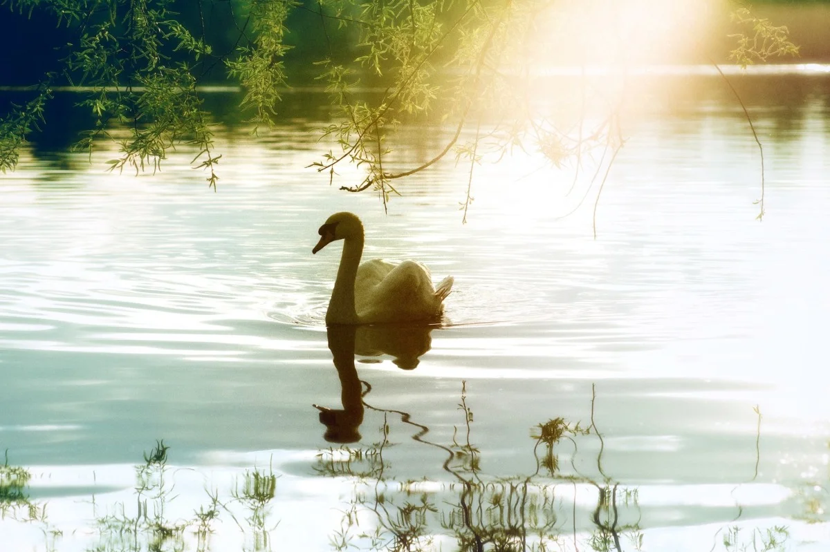 2011-04-16 at 18-23-57, swans.jpg