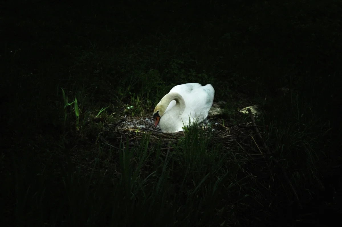 2011-04-25 at 15-38-10, swans.jpg