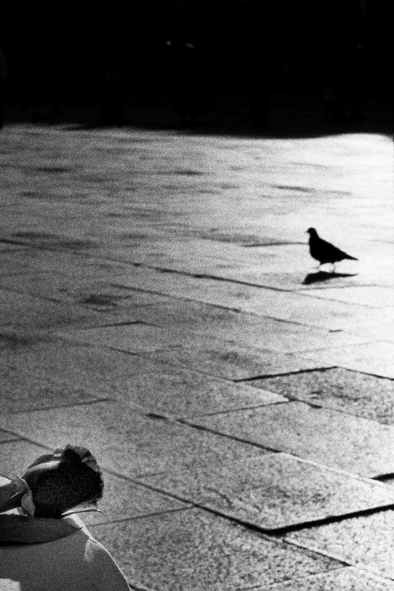 2013-05-22 at 12-16-08, street film venice.jpg