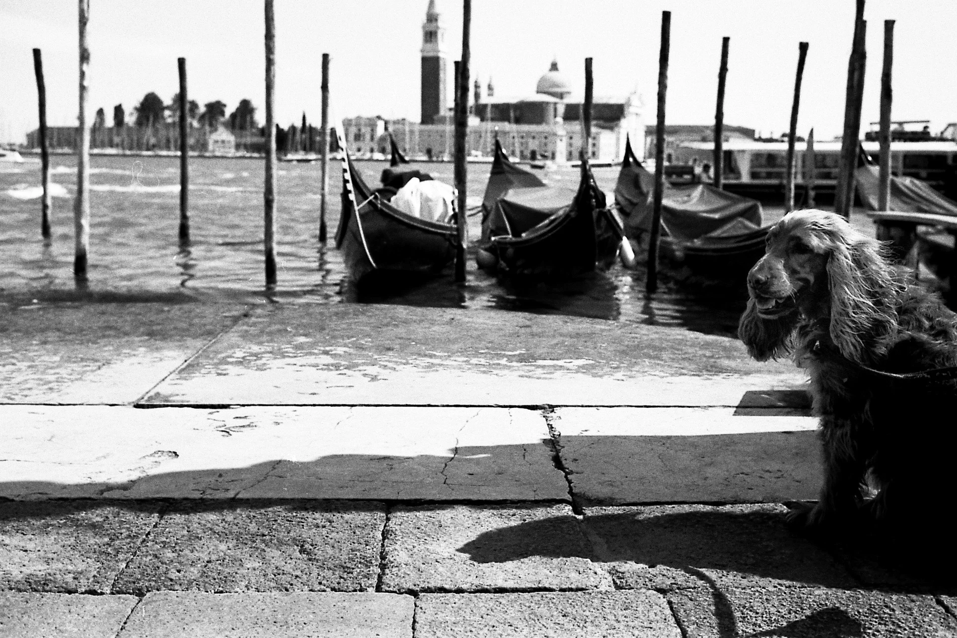 2013-05-22 at 12-07-09, street film venice.jpg
