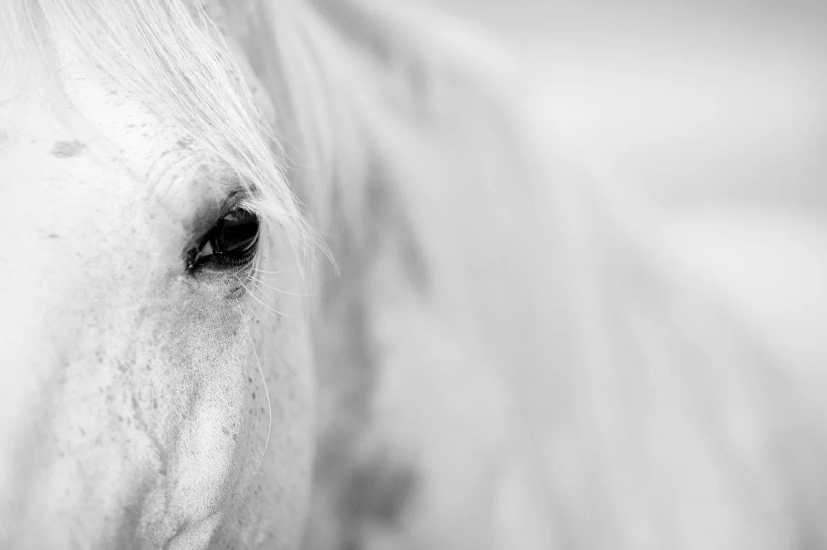 2010-08-06 at 06-37-25, horses.jpg