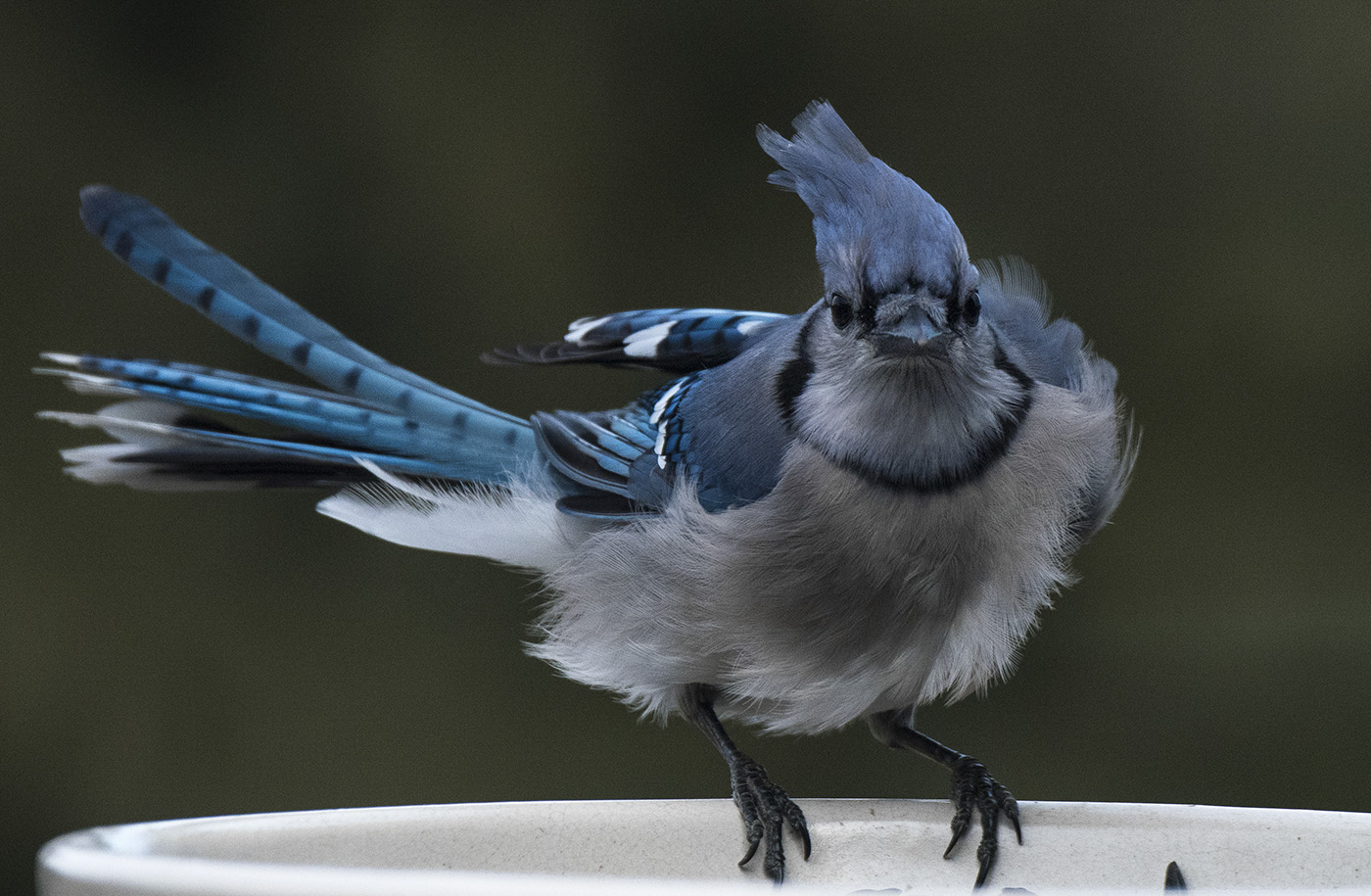 Photo by Paula Stapley