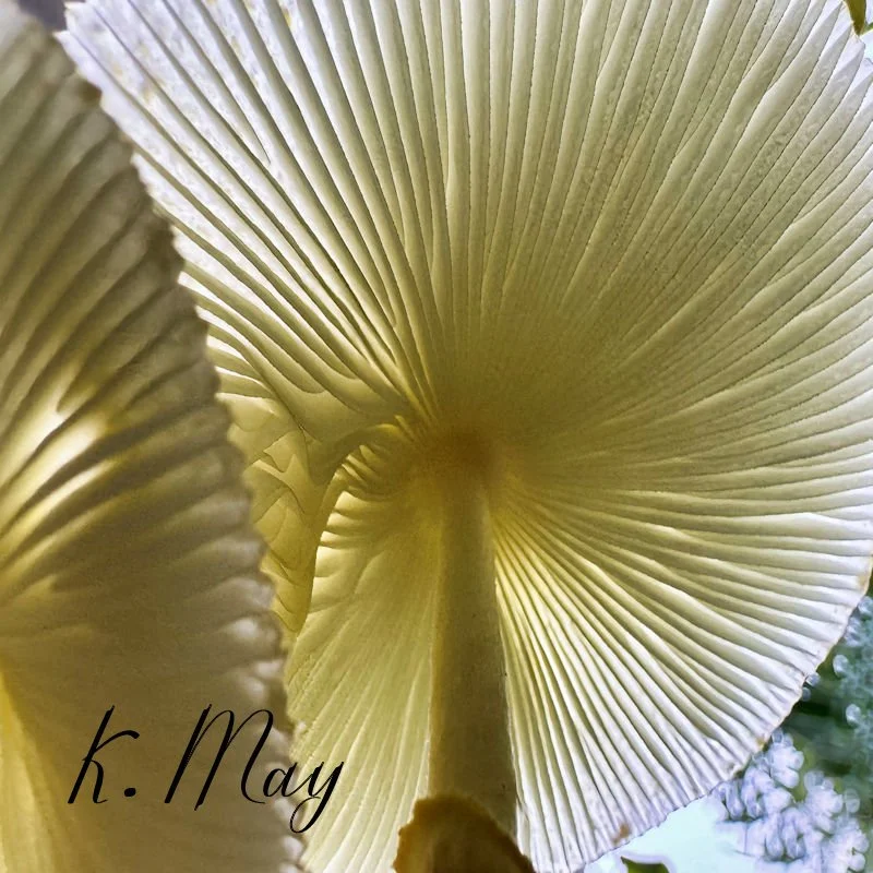 Kip May SERENDIPITY - 2.jpg