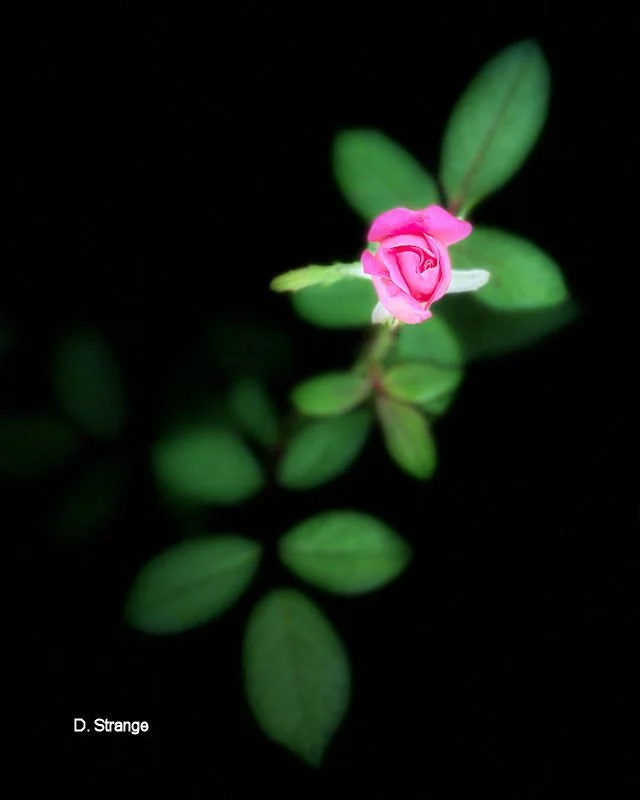 Dstrange-1e-RosebudCrop3356 copy.jpg