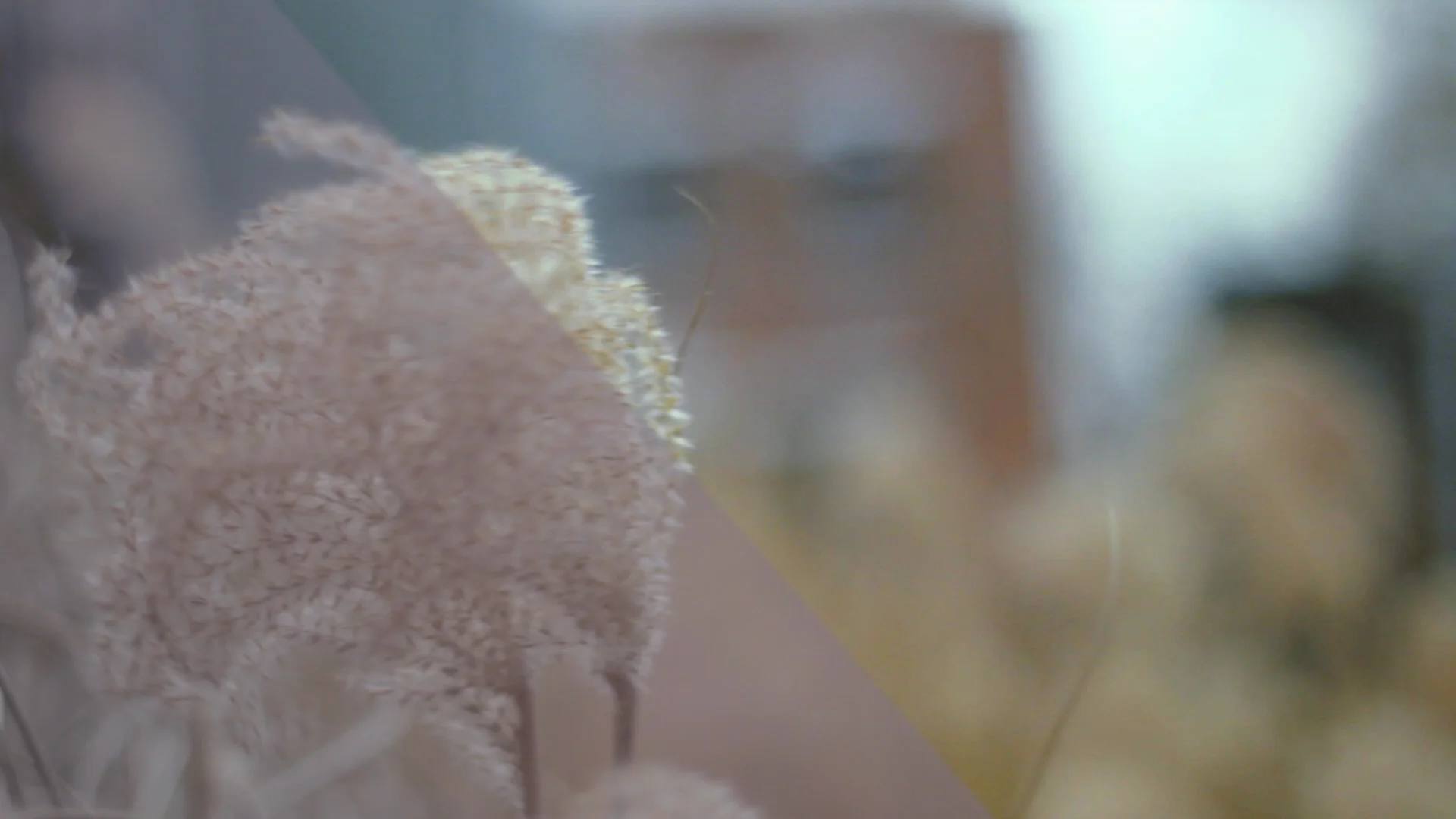 Free Filmconvert Preset Package