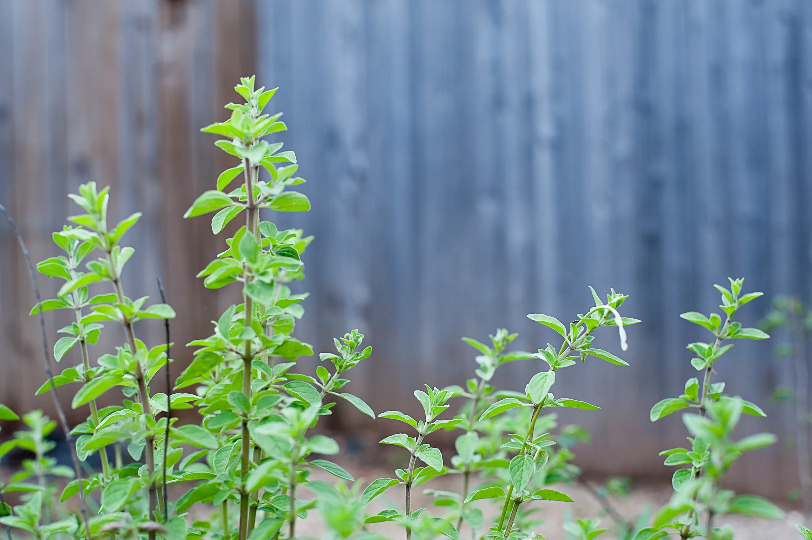 If anyone needs a little oregano, come on over.