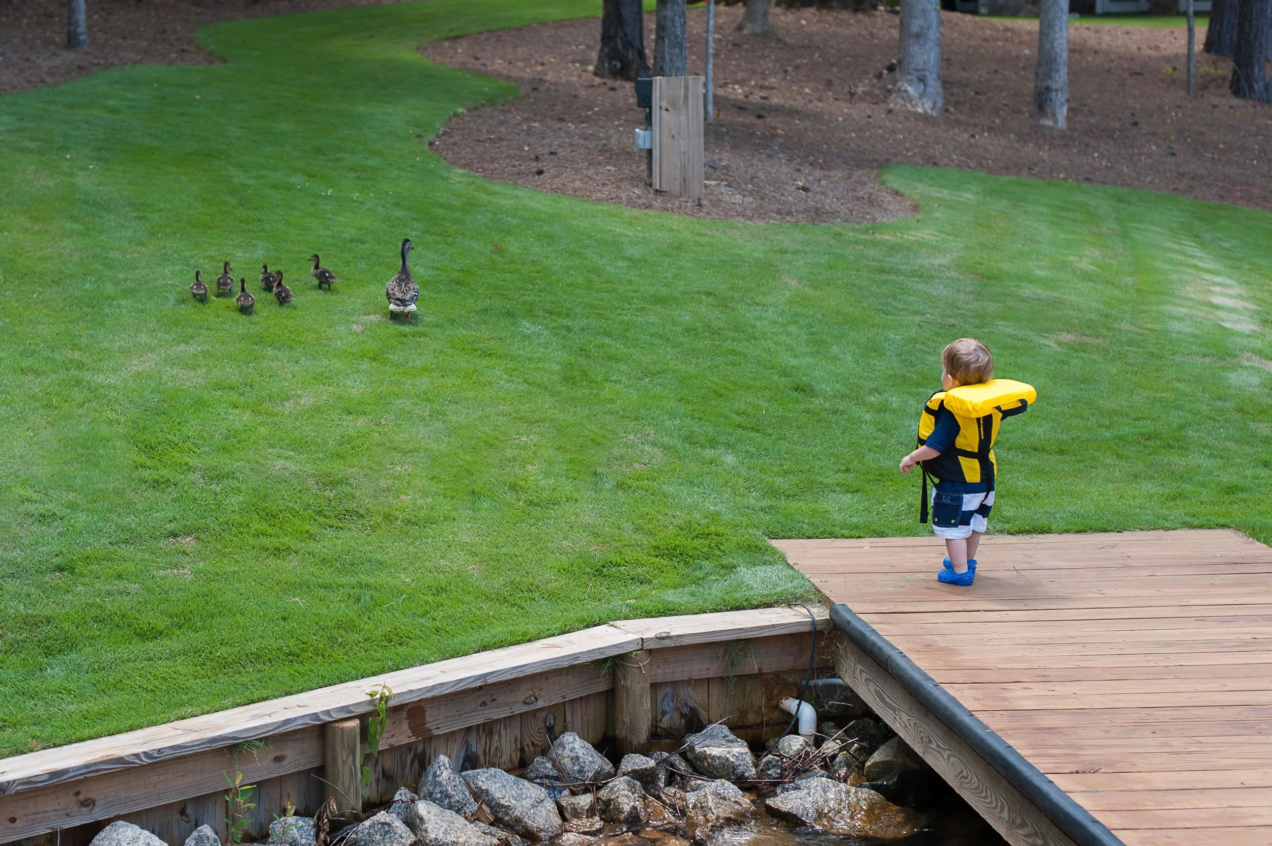 "Why do they keep running away from me? Oh well, bye-bye ducks!"