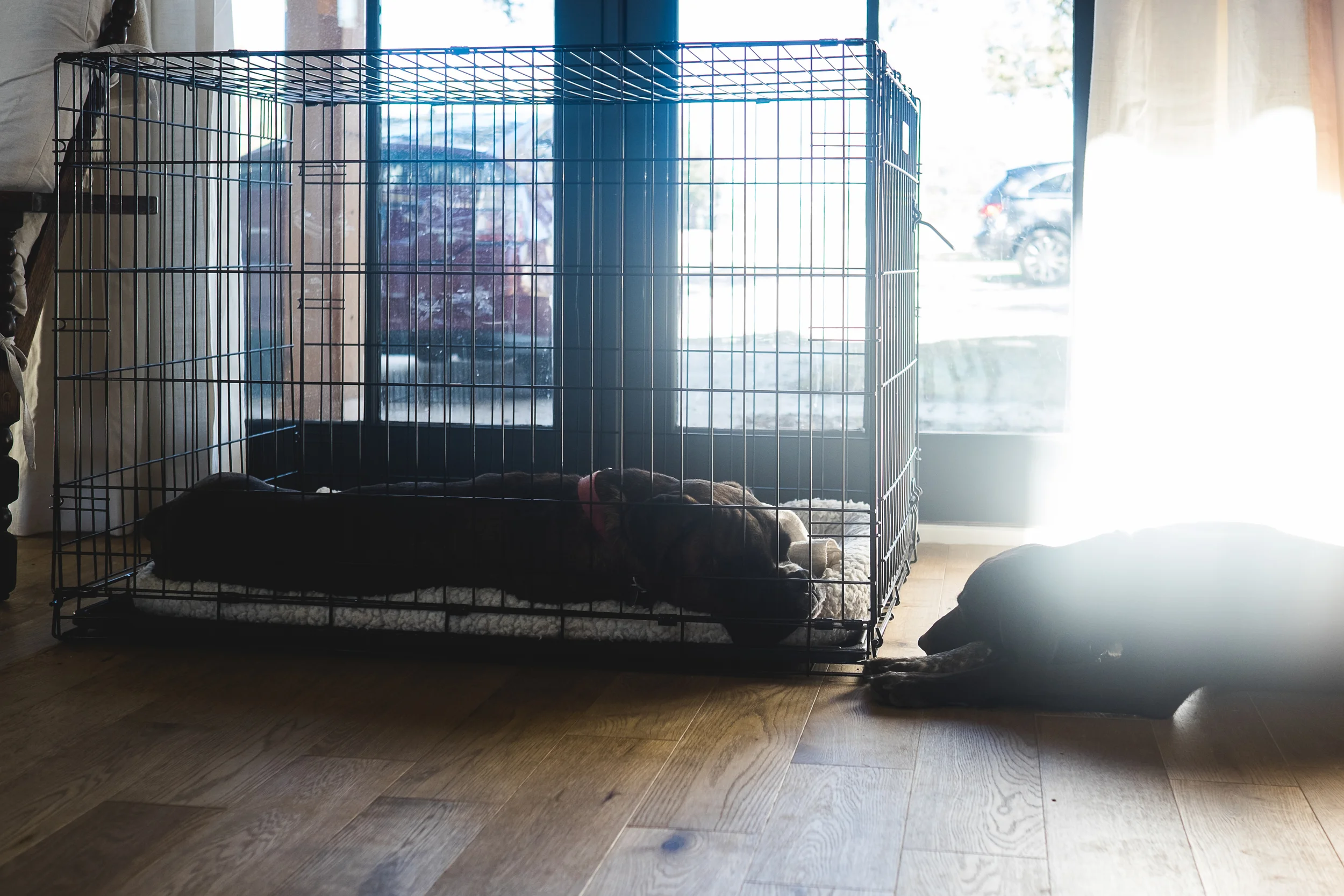 The pups needed frequent breaks from each other. They disagreed with this policy.