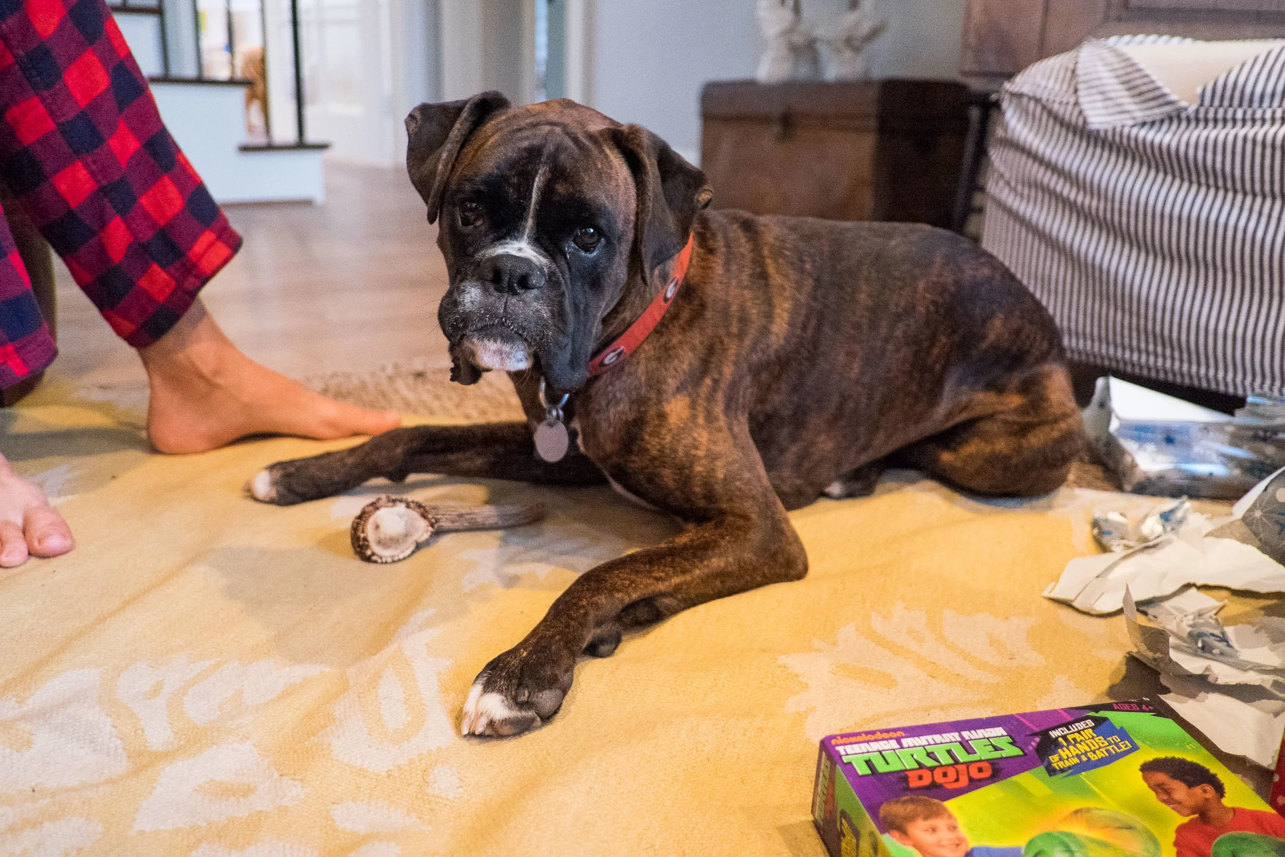 "Don't make me look at the camera, Mom. Someone could steal my new antler. I mean, seriously."