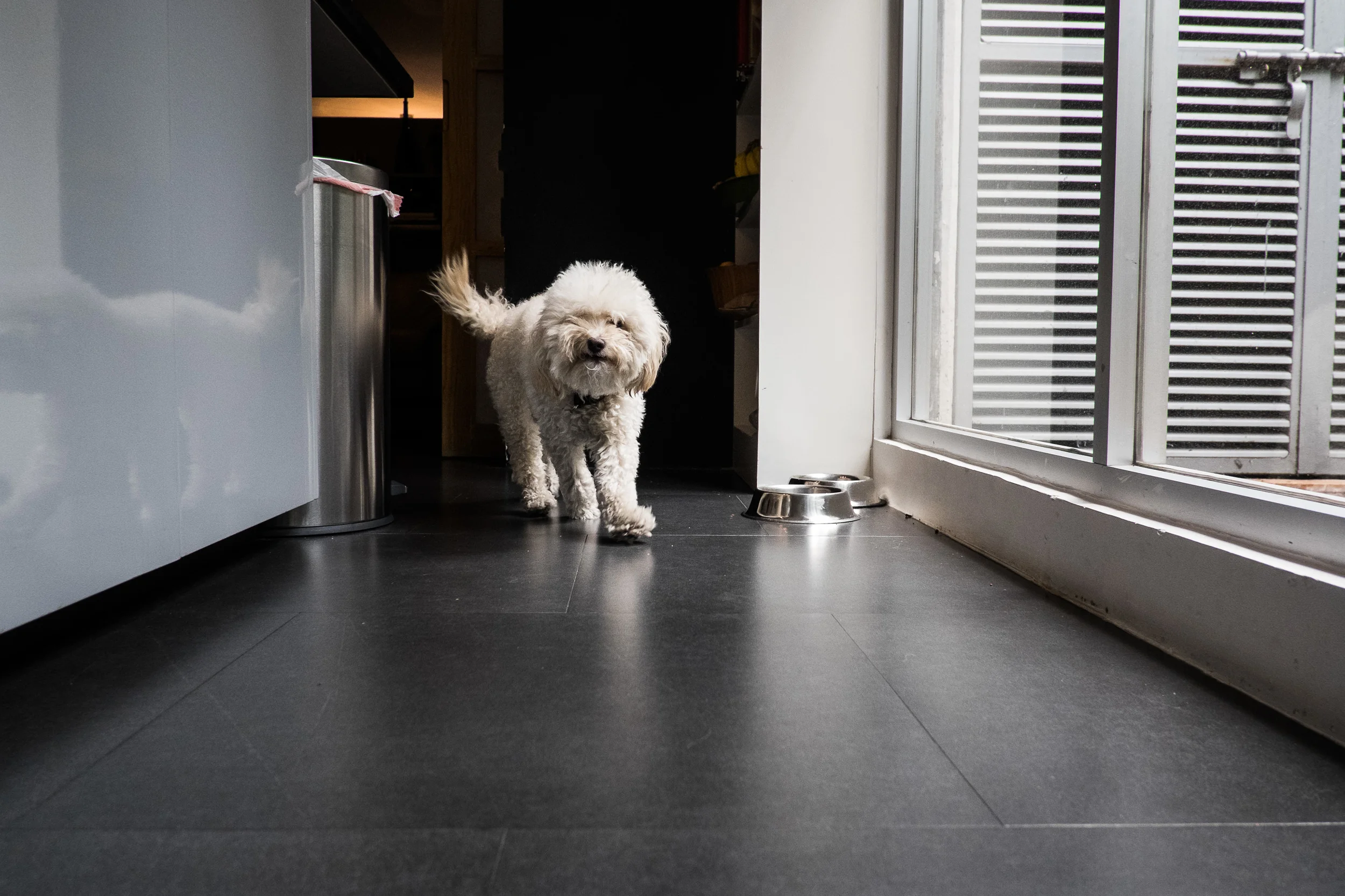 George, our furry Welcome Wagon in the darned cutest little package.